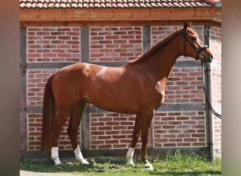 Hannoveraner, Stute, 7 Jahre, 172 cm, Fuchs