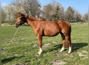 Hannoveraner, Stute, 7 Jahre, 172 cm, Fuchs