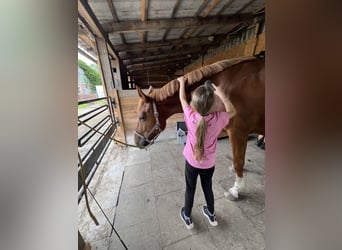 Hannoveraner, Stute, 7 Jahre, 172 cm, Fuchs