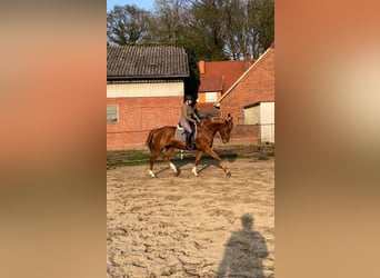 Hannoveraner, Stute, 7 Jahre, 172 cm, Fuchs