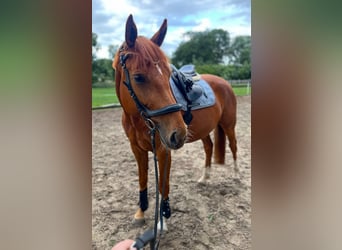 Hannoveraner, Stute, 7 Jahre, 172 cm, Fuchs