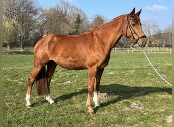 Hannoveraner, Stute, 7 Jahre, 172 cm, Fuchs