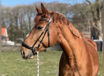 Hannoveraner, Stute, 7 Jahre, 172 cm, Fuchs