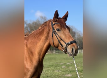 Hannoveraner, Stute, 7 Jahre, 172 cm, Fuchs