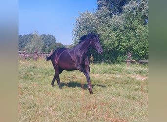 Hannoveraner, Stute, 7 Jahre, 172 cm, Rappe