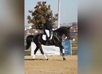 Hannoveraner, Stute, 7 Jahre, 173 cm