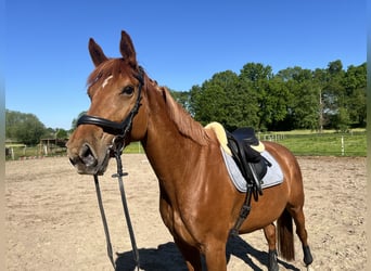 Hannoveraner, Stute, 7 Jahre, 173 cm, Fuchs