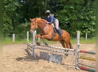 Hannoveraner, Stute, 7 Jahre, 173 cm, Fuchs