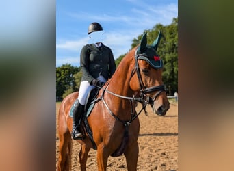 Hannoveraner, Stute, 7 Jahre, 173 cm, Fuchs