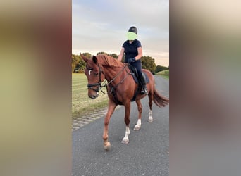 Hannoveraner, Stute, 7 Jahre, 173 cm, Fuchs
