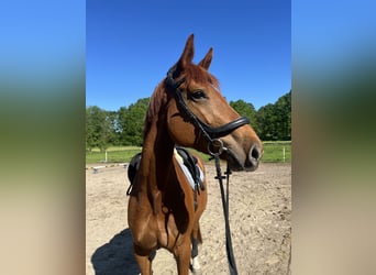 Hannoveraner, Stute, 7 Jahre, 173 cm, Fuchs