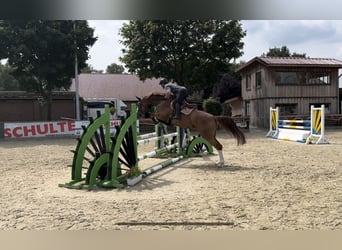 Hannoveraner, Stute, 7 Jahre, 173 cm, Fuchs