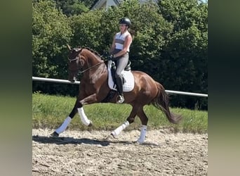 Hannoveraner, Stute, 7 Jahre, 174 cm, Dunkelfuchs