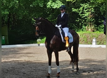 Hannoveraner, Stute, 7 Jahre, 174 cm, Dunkelfuchs