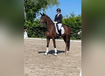 Hannoveraner, Stute, 7 Jahre, 174 cm, Dunkelfuchs