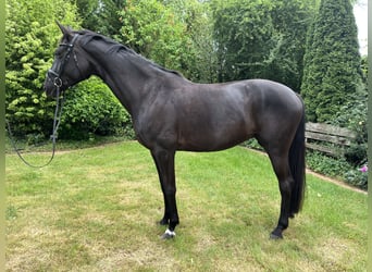 Hannoveraner, Stute, 7 Jahre, 174 cm, Rappe