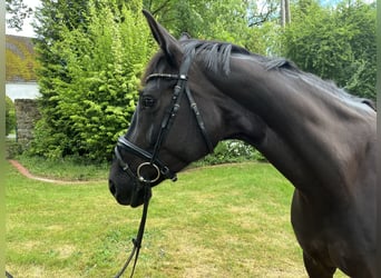 Hannoveraner, Stute, 7 Jahre, 174 cm, Rappe
