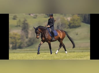 Hannoveraner, Stute, 7 Jahre, 175 cm, Brauner