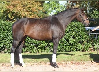 Hannoveraner, Stute, 7 Jahre, 175 cm, Dunkelbrauner