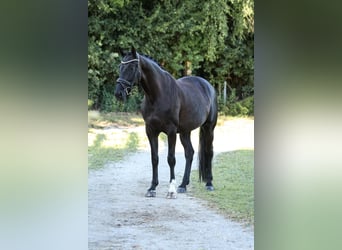 Hannoveraner, Stute, 7 Jahre, 175 cm, Rappe