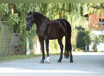 Hannoveraner, Stute, 7 Jahre, 175 cm, Rappe