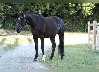 Hannoveraner, Stute, 7 Jahre, 175 cm, Rappe