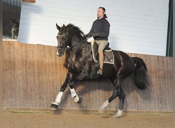 Hannoveraner, Stute, 7 Jahre, 175 cm, Rappe