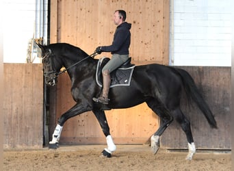 Hannoveraner, Stute, 7 Jahre, 175 cm, Rappe