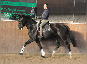 Hannoveraner, Stute, 7 Jahre, 175 cm, Rappe