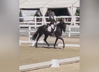 Hannoveraner, Stute, 7 Jahre, 176 cm, Rappe