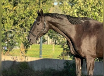 Hannoveraner, Stute, 7 Jahre, 176 cm, Rappe