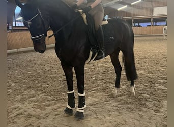 Hannoveraner, Stute, 7 Jahre, 176 cm, Rappe