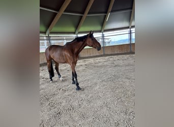 Hannoveraner, Stute, 7 Jahre, 185 cm, Brauner