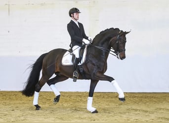 Hannoveraner, Stute, 7 Jahre, 186 cm, Brauner