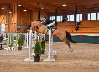 Hannoveraner, Stute, 7 Jahre, Brauner