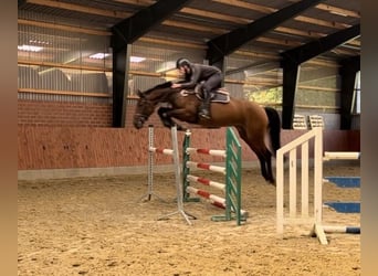 Hannoveraner, Stute, 7 Jahre, Brauner