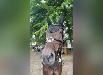 Hannoveraner, Stute, 7 Jahre, Dunkelbrauner