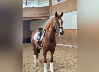 Hannoveraner, Stute, 7 Jahre, Fuchs