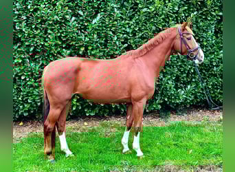 Hannoveraner, Stute, 7 Jahre, Fuchs