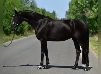 Hannoveraner, Stute, 7 Jahre, Rappe