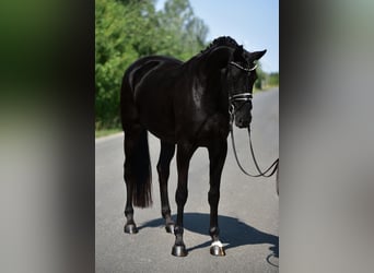 Hannoveraner, Stute, 7 Jahre, Rappe