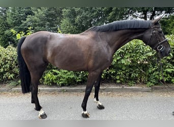 Hannoveraner, Stute, 7 Jahre, Schwarzbrauner