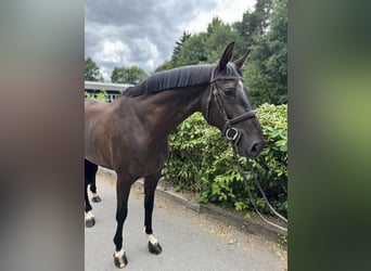 Hannoveraner, Stute, 7 Jahre, Schwarzbrauner