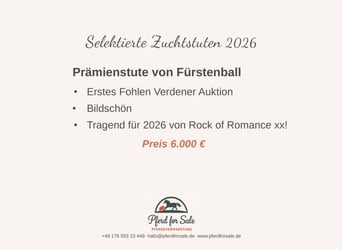 Hannoveraner, Stute, 7 Jahre