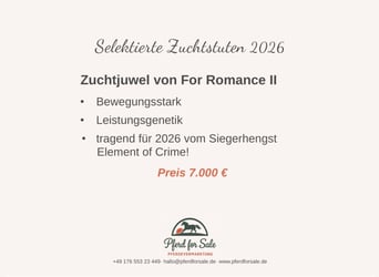 Hannoveraner, Stute, 7 Jahre