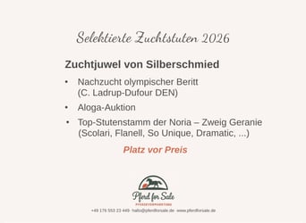 Hannoveraner, Stute, 7 Jahre