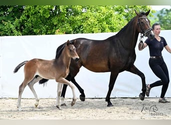 Hannoveraner, Stute, 8 Jahre, 156 cm, Dunkelbrauner