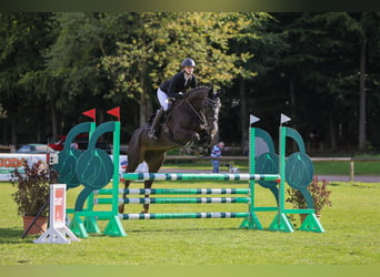 Hannoveraner, Stute, 8 Jahre, 157 cm, Schwarzbrauner