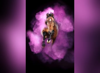 Hannoveraner, Stute, 8 Jahre, 158 cm, Brauner