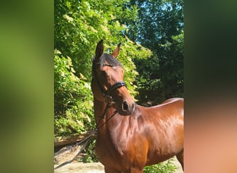 Hannoveraner, Stute, 8 Jahre, 158 cm, Brauner